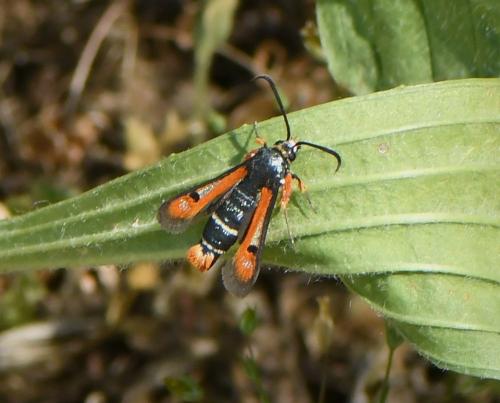 Réf. 231 968 : Pyropteron chrysidiformis